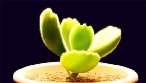 熊童子怎么繁殖