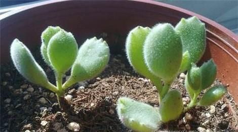 熊童子怎么繁殖