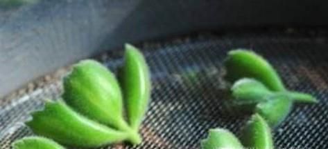 熊童子怎么繁殖