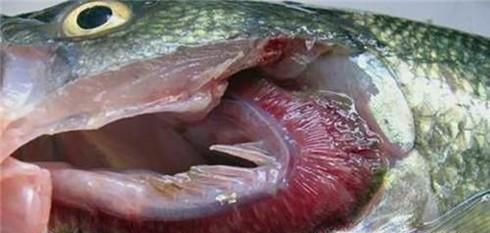 鲫鱼去除内脏和鱼鳃的小窍门（附两种吃法介绍）