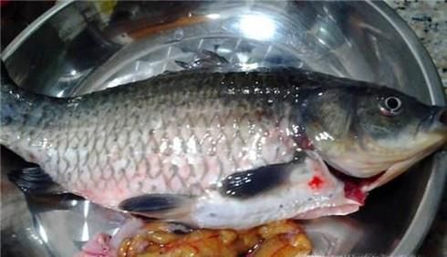 鲫鱼去除内脏和鱼鳃的小窍门（附两种吃法介绍）