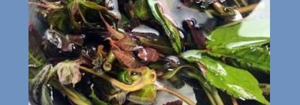 香椿如何保鲜运输