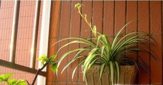 如何正确使用樟脑丸？衣服有樟脑丸味道怎么办？