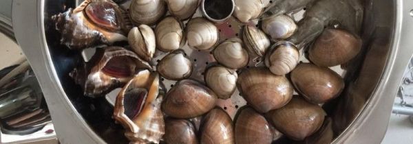 海螺蒸多久