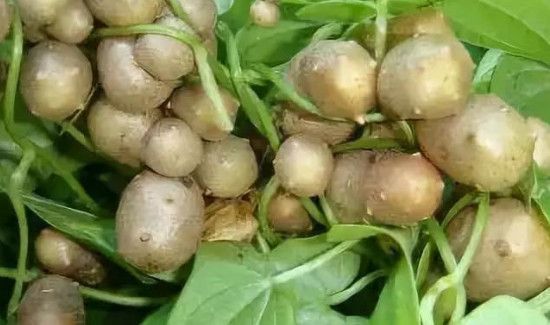 山药豆发芽能吃吗