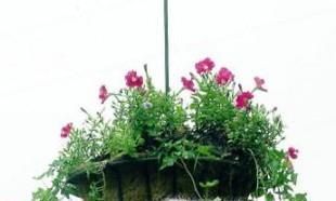 家里养什么植物可以吸附尘埃？