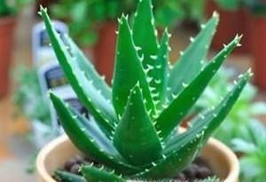 芦荟该怎么养？