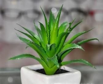 家里养什么植物可以吸附尘埃？