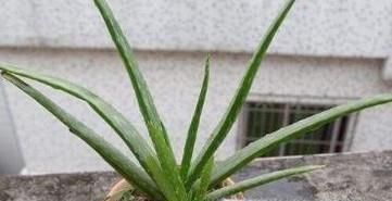 芦荟该怎么养？