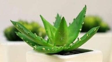 芦荟该怎么养？