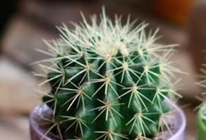 家里养什么植物可以吸附尘埃？