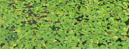 草鱼喜欢吃什么东西