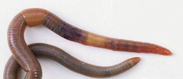 草鱼喜欢吃什么东西