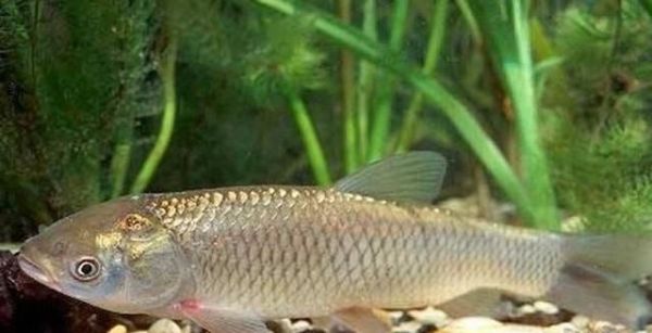 草鱼喜欢吃什么东西