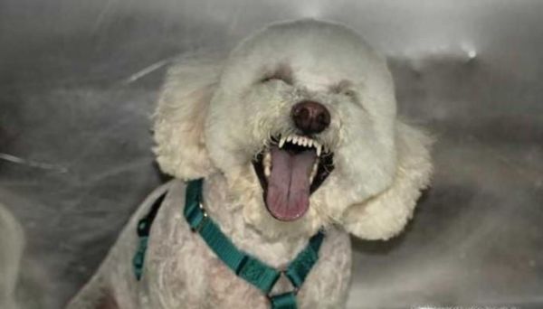 狗狗脾气暴躁怎么办？狗狗太凶怎么办？