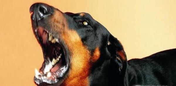 狗狗脾气暴躁怎么办？狗狗太凶怎么办？