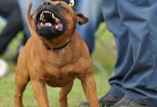 狗狗脾气暴躁怎么办？狗狗太凶怎么办？