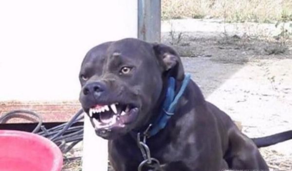 狗狗脾气暴躁怎么办？狗狗太凶怎么办？