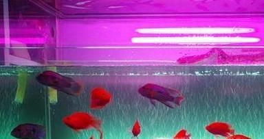 怎么给鱼缸加氧气