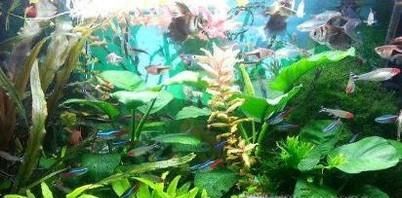 怎么给鱼缸加氧气