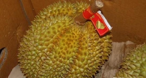 如何选择好吃的榴莲