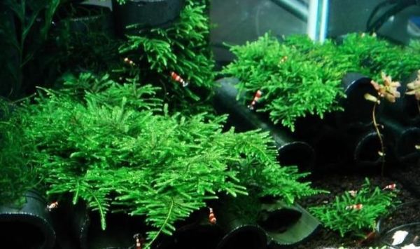 樱花虾怎么养才能爆缸