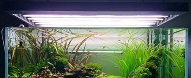 樱花虾怎么养才能爆缸