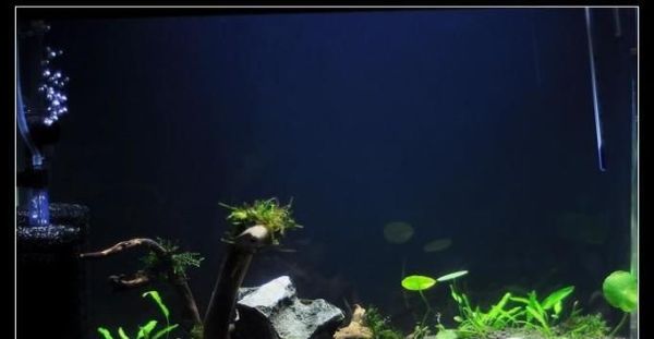 樱花虾怎么养才能爆缸