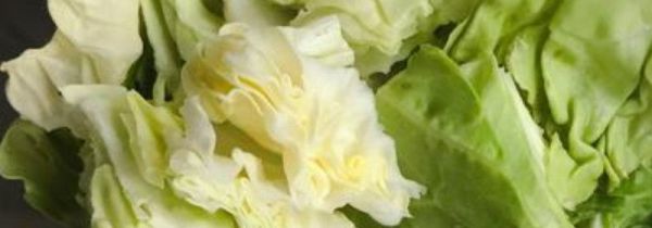 包菜可以生吃吗