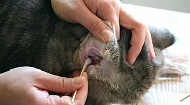 如何给猫掏耳朵