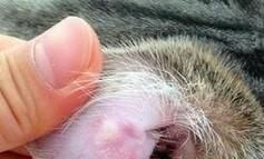 如何给猫掏耳朵