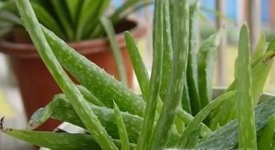 芦荟怎么养殖 怎样养芦荟
