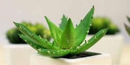 芦荟怎么养殖 怎样养芦荟