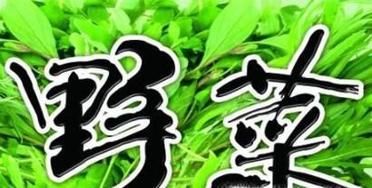 春季有哪些野菜可以吃?具体功效是什么?