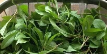 春季有哪些野菜可以吃?具体功效是什么?