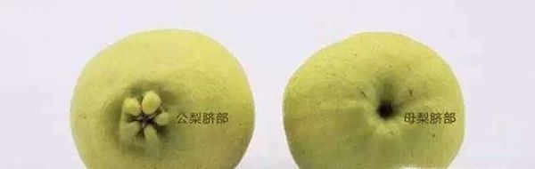 库尔勒香梨有公母之分您知道吗?