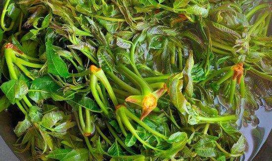 香椿韭菜能一起吃吗