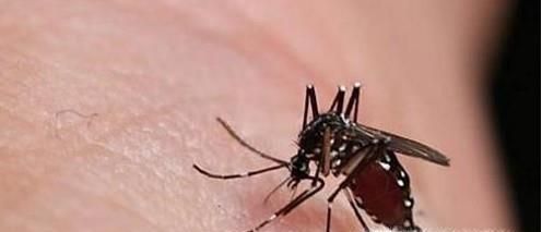 驱蚊子最有效的方法