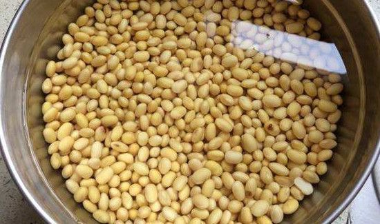打豆浆黄豆忘了泡咋办