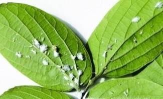 蔬菜蚜虫的防治方法