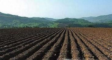 蔬菜蚜虫的防治方法