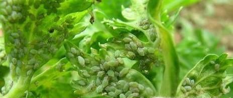 蔬菜蚜虫的防治方法
