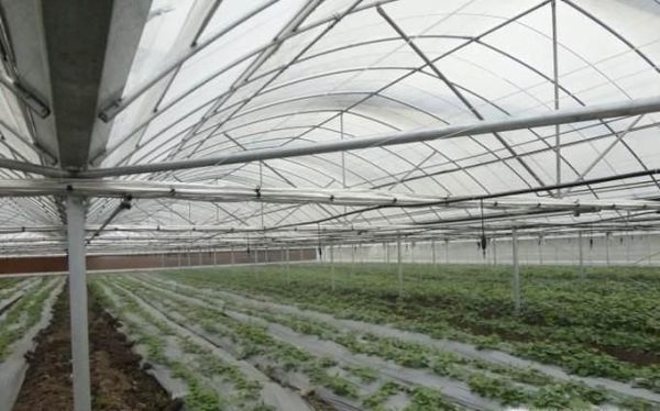 蔬菜蚜虫的防治方法