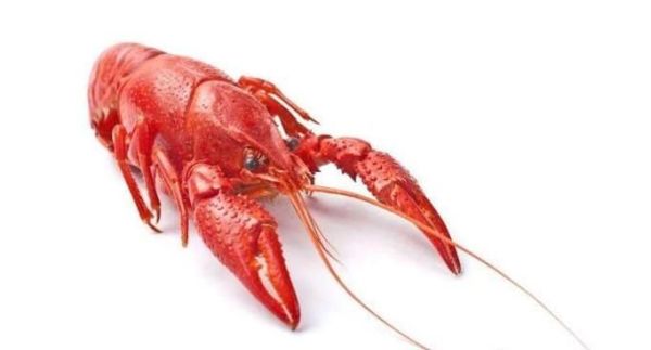小龙虾如何区分公母