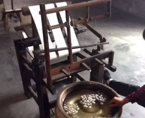 养蚕的时候怎样抽取蚕丝呢？