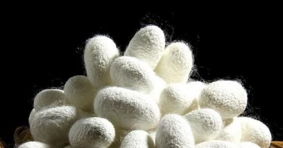 养蚕的时候怎样抽取蚕丝呢？