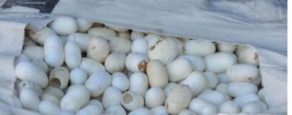 养蚕的时候怎样抽取蚕丝呢？