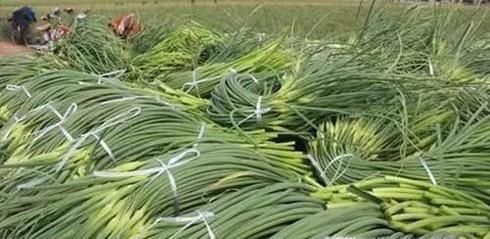 大蒜不抽蒜苔会怎样