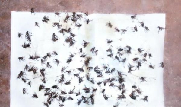 灭苍蝇的方法有哪些