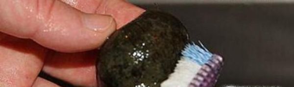 田螺怎么处理,田螺的处理方法